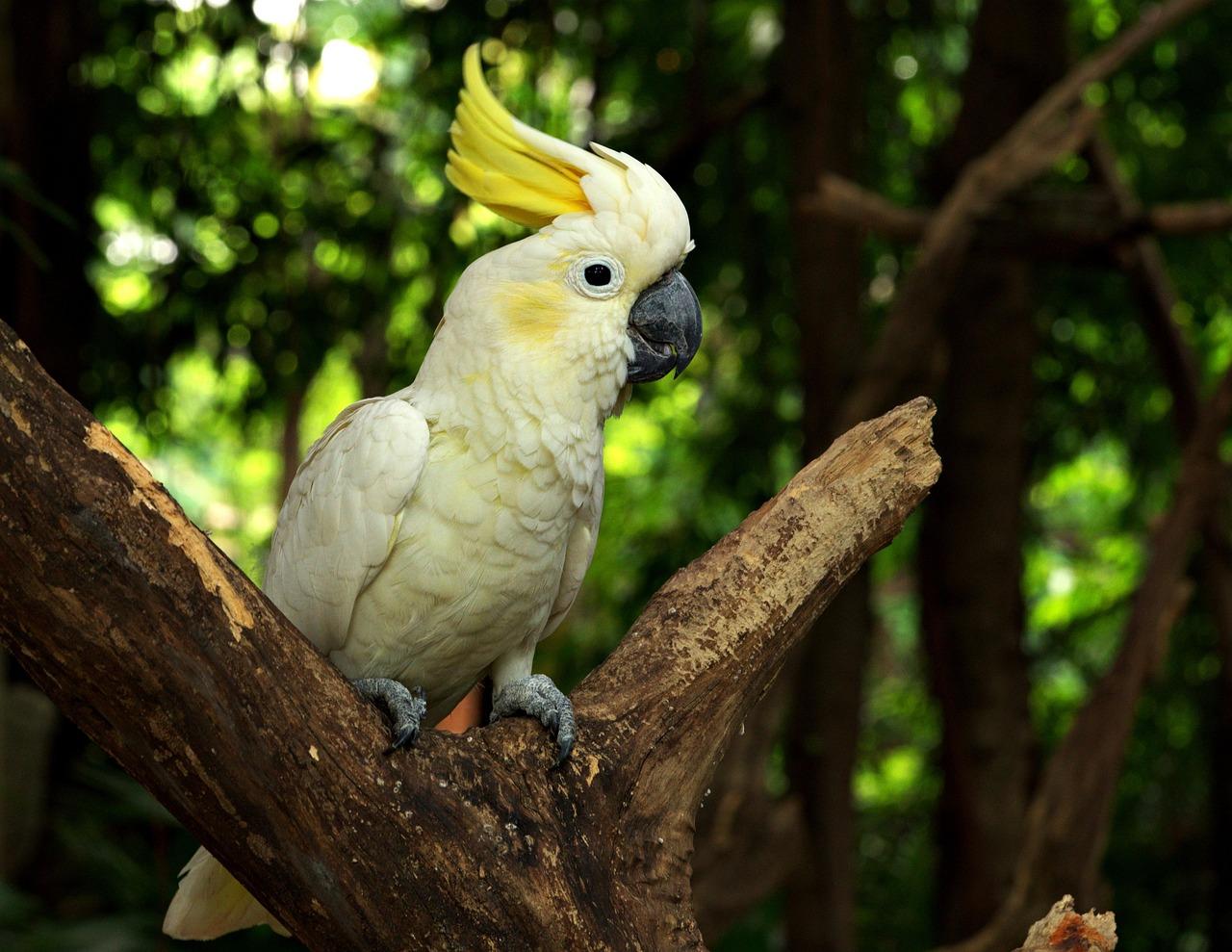 Galah Cockatoo for sale