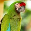 Military Macaw For Sale