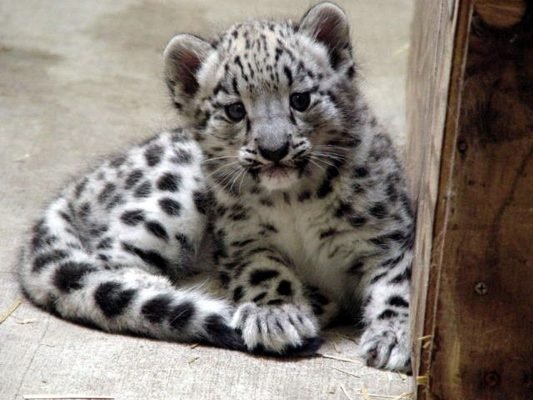 Snow Leopard Cubs for sale