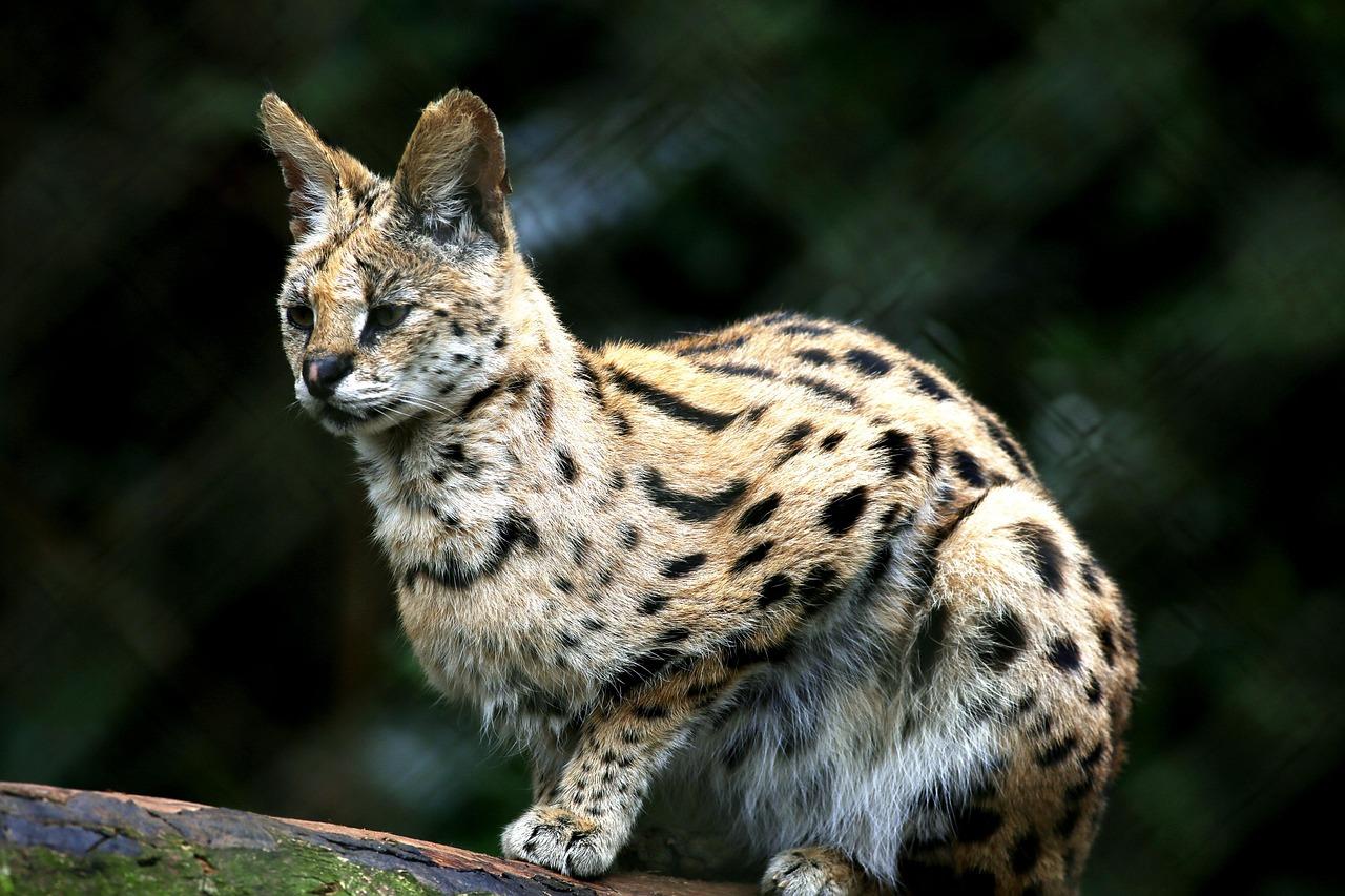 Snow Leopard Cubs for sale