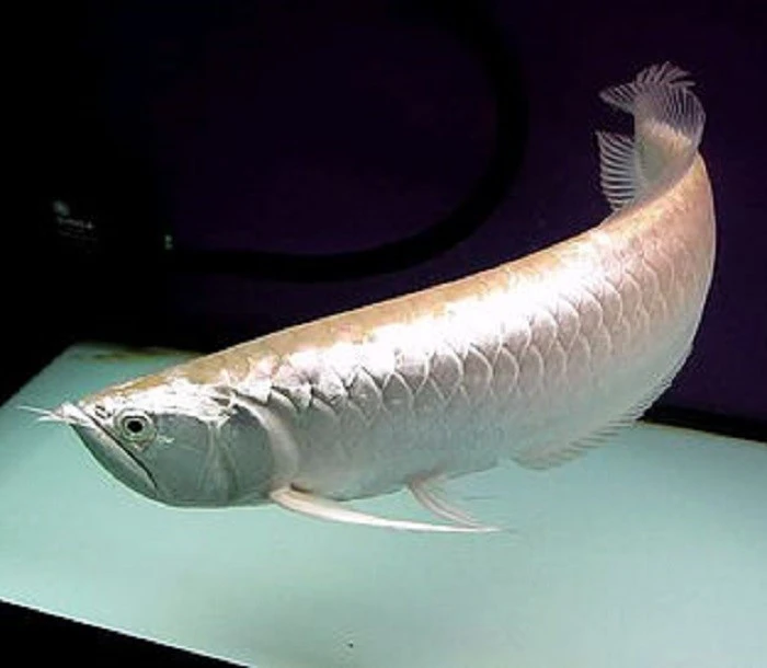 silver arowana for sale – AROWANA SALE