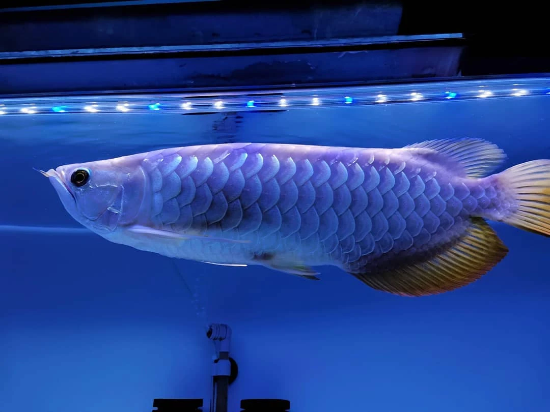 Blue Base Arowana – AROWANA SALE