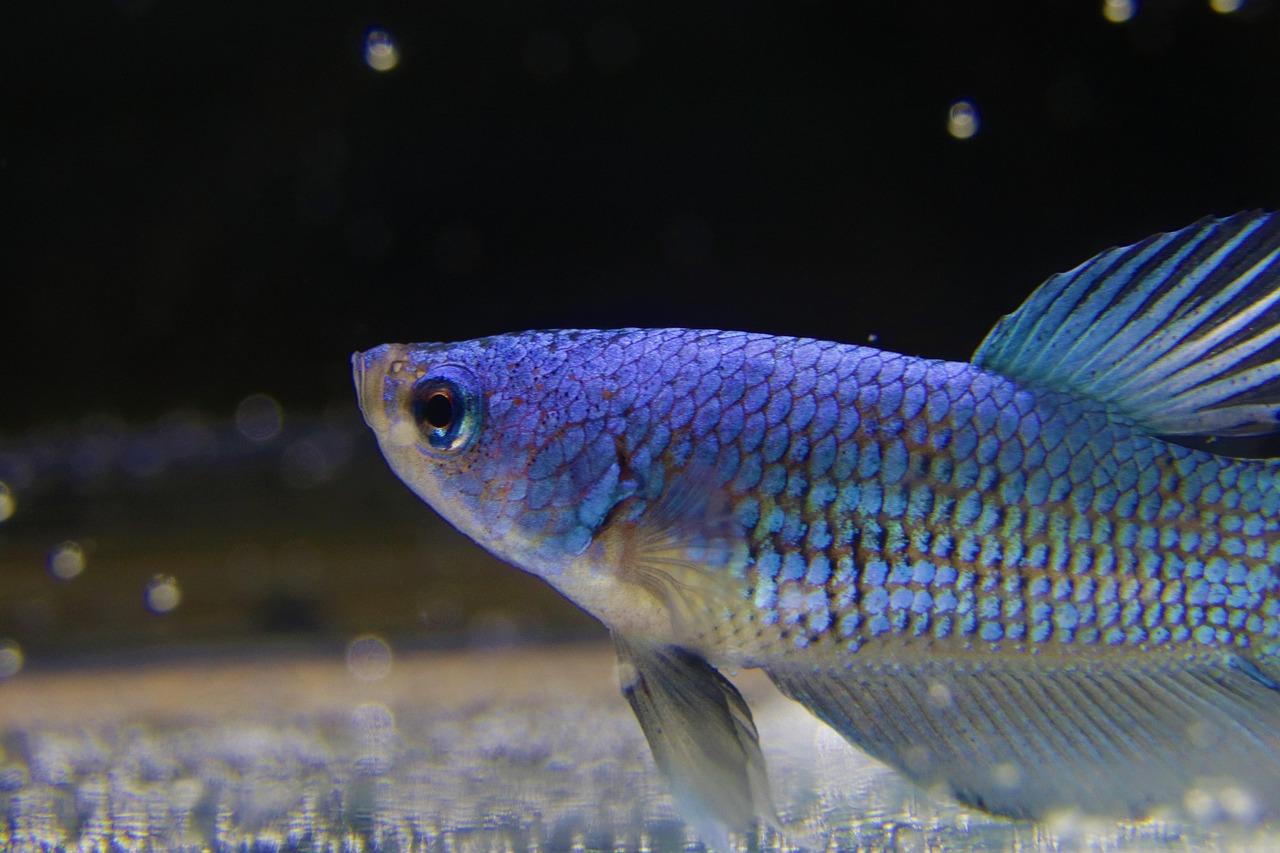 Buy Chili Red Arowana Buy Chili Red Arowana
