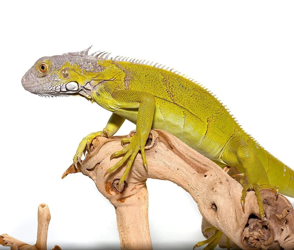 Yearling Hypo Iguana - Reptiles Home Mall