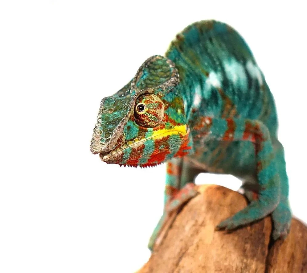 Bermanja Panther Chameleon - Tortoise World