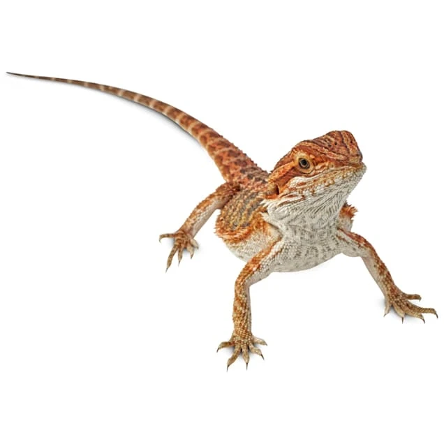 Cinnamon Dunner Leatherback Bearded Dragon - Reptiles Home Mall