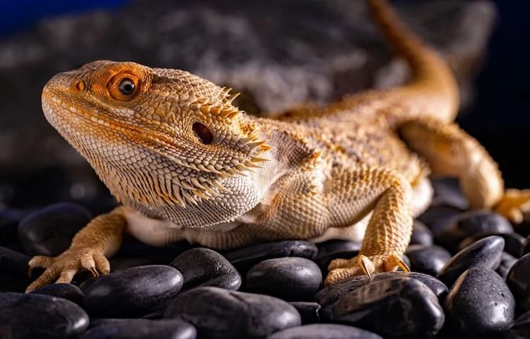 Adult Male Hypo Sunfire Bearded Dragon - Reptiles Home Mall