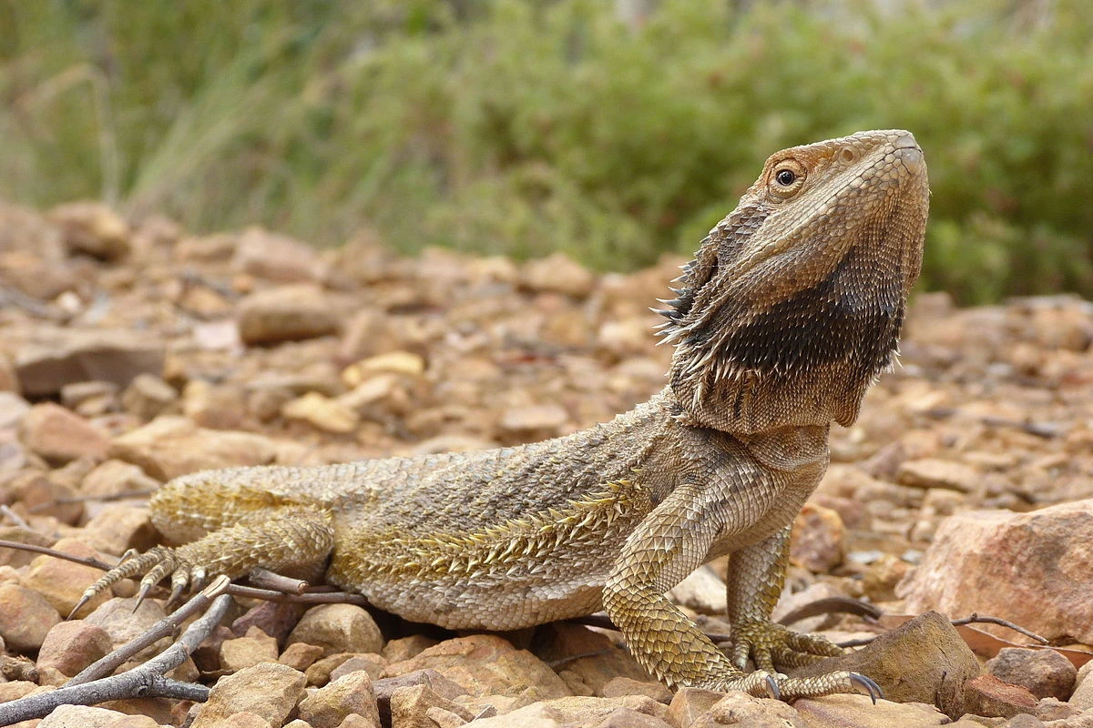 Eastern Bearded Dragon Hybrid - Reptiles Home Mall