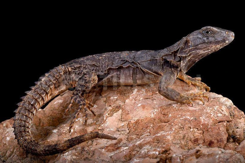 Oaxacana Spiny tail iguana - Reptiles Home Mall