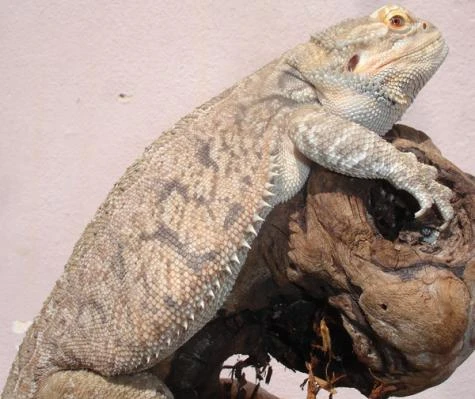 Adult Female Classic Bearded Dragon - Reptiles Home Mall