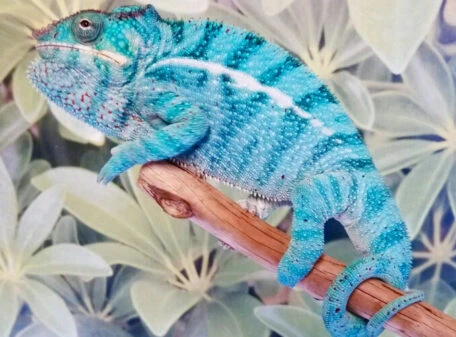 Nosy Be Panther Chameleon – V Reptiles