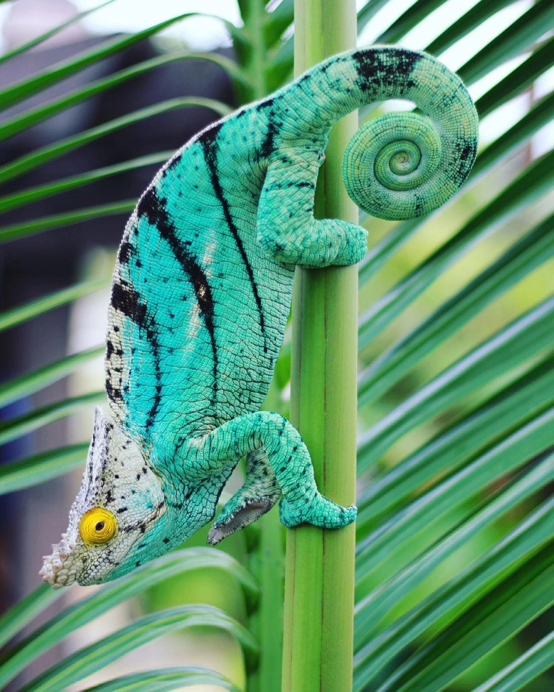 Parson’s Chameleon