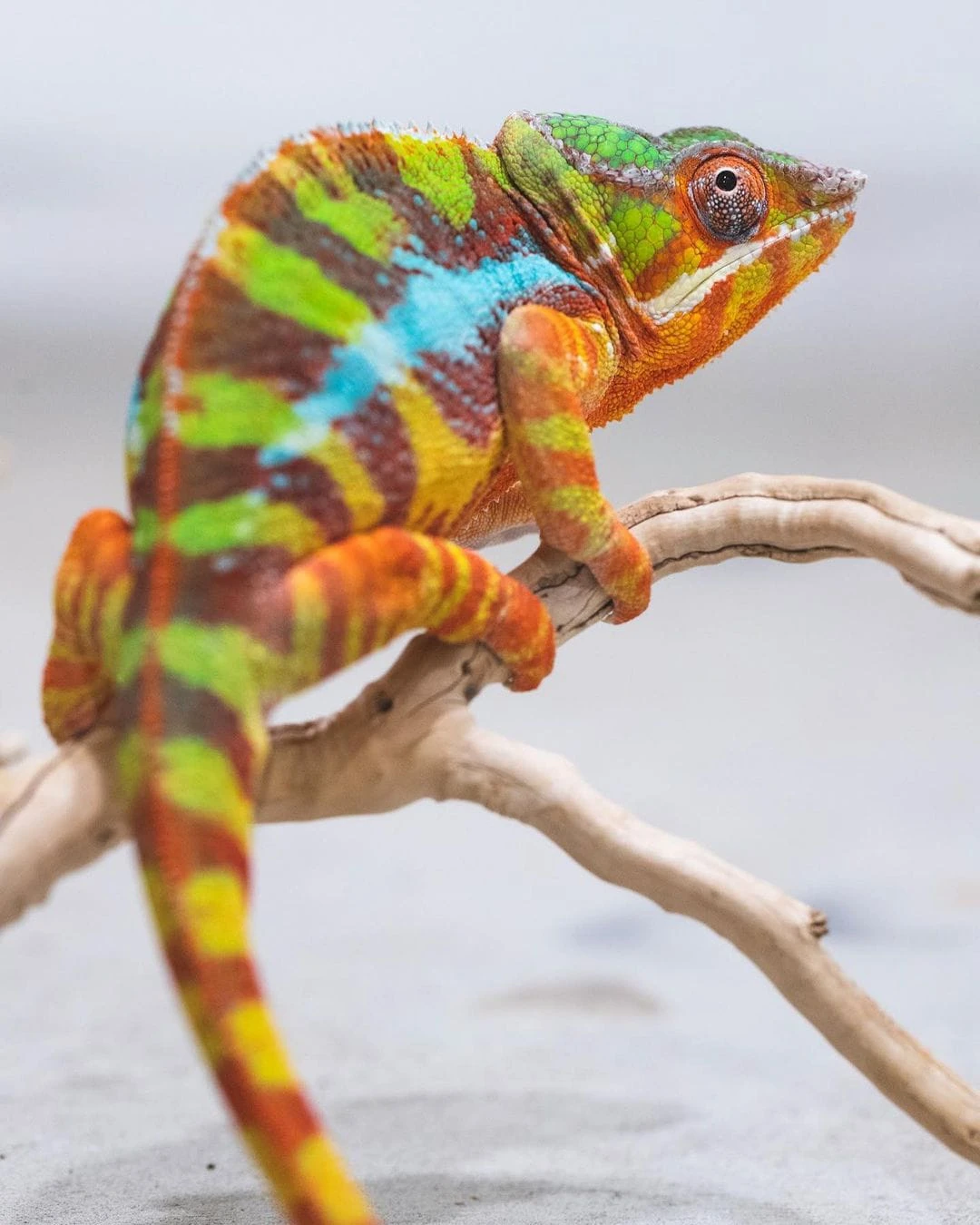 Sambava Panther Chameleon – V Reptiles