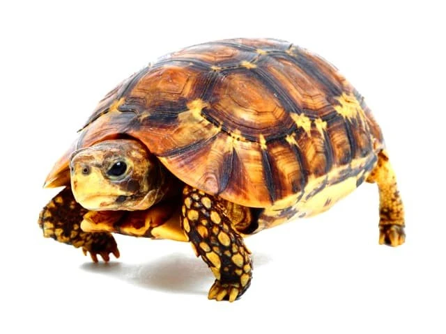 Northern Zombensis Hingeback Tortoise - A Unique and Fascinating Addition  to Your Reptile Collection