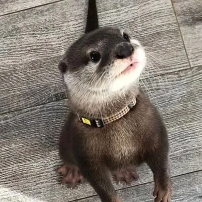 Male Asian Small Clawed Otters