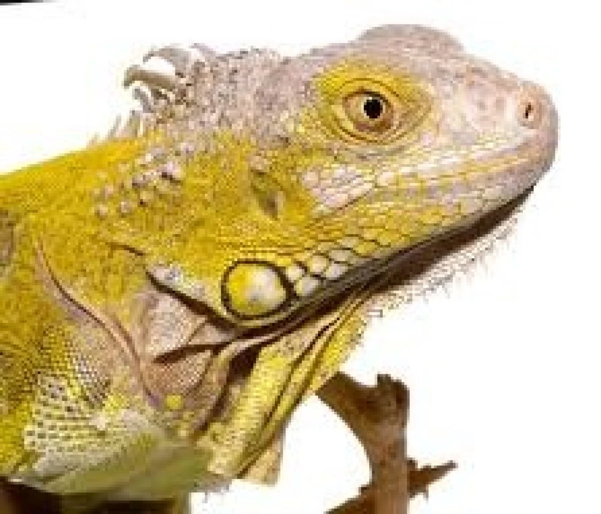 Yearling Hypo Iguana #3 - Beautiful and Healthy Iguanas for Sale