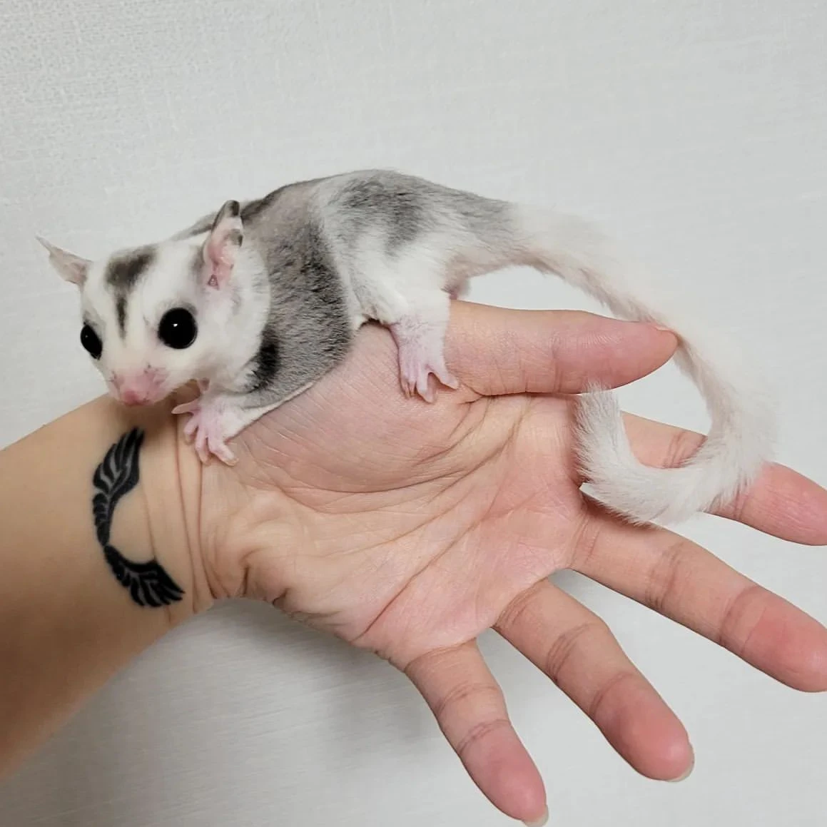 Sugar Gliders For Sale! 100% Healthy And 100% Trained!