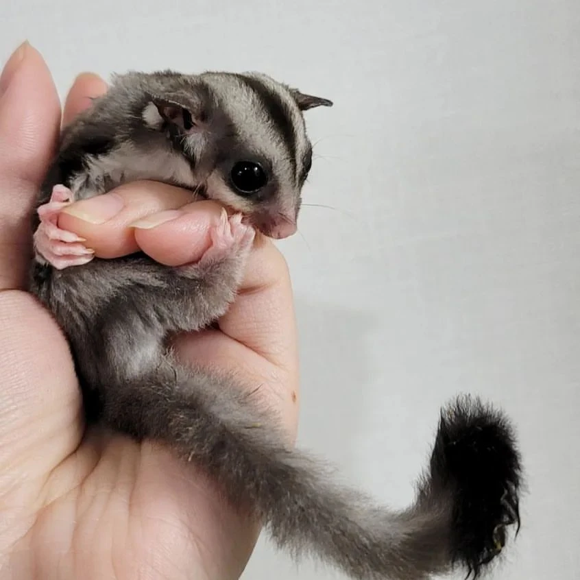 Sugar Gliders For Sale! 100% Healthy And 100% Trained!