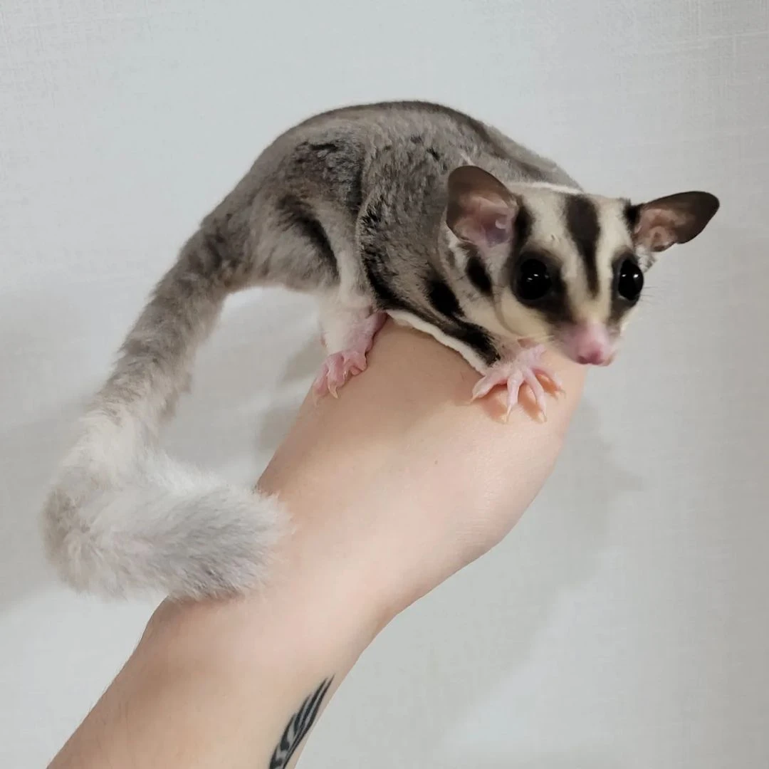 MALE SUGAR GLIDER FOR SALE 