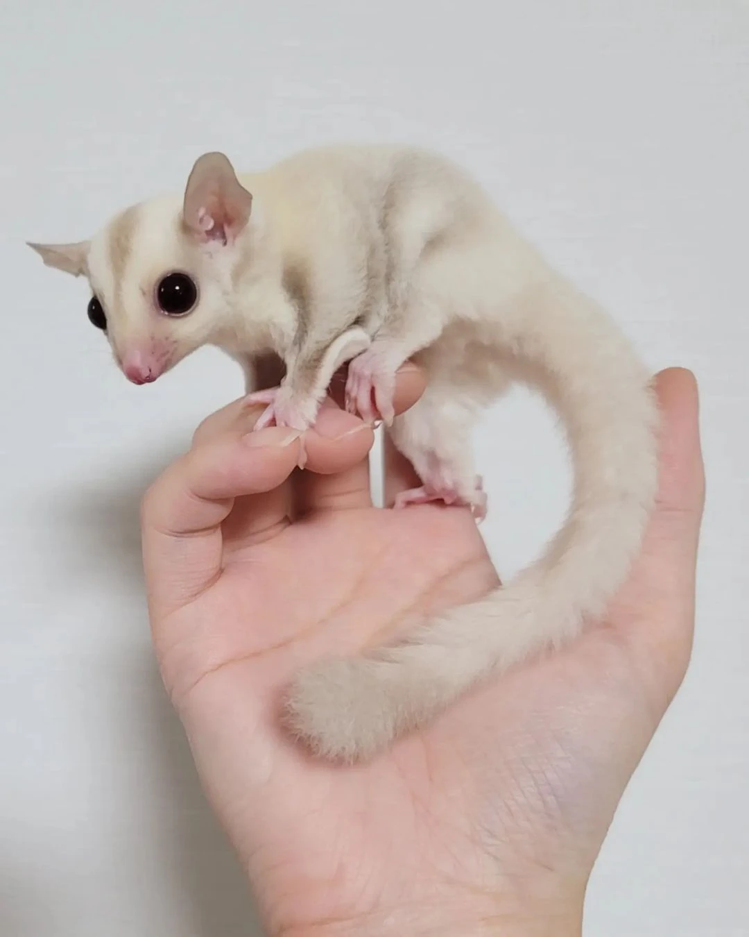 Sugar Gliders For Sale! 100% Healthy And 100% Trained!