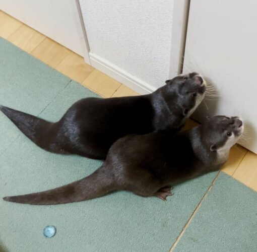 Buy Male And Female Otters