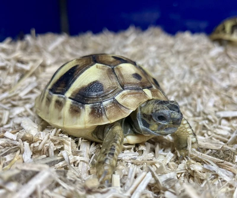 2023 Captive Bred Hermann Tortoise - Tortoise Centre