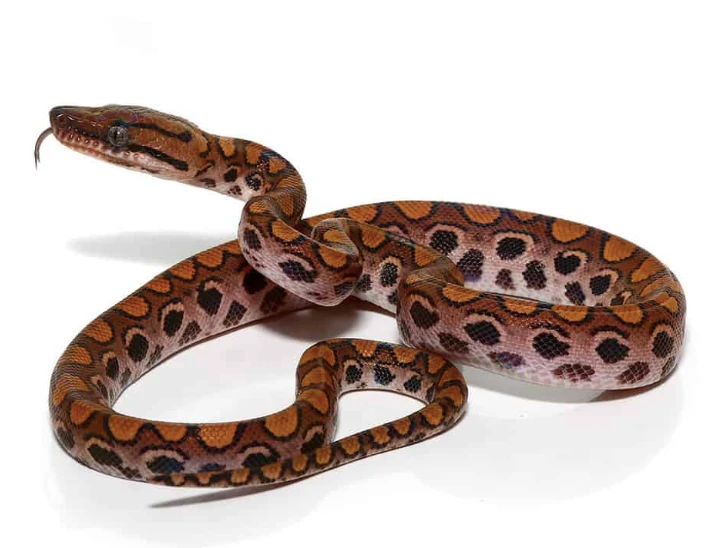 Baby Brazilian Rainbow Boa For Sale - Upriva Reptiles
