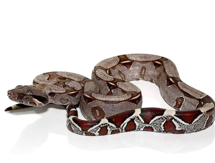 Buy Suriname Redtail Boa #1