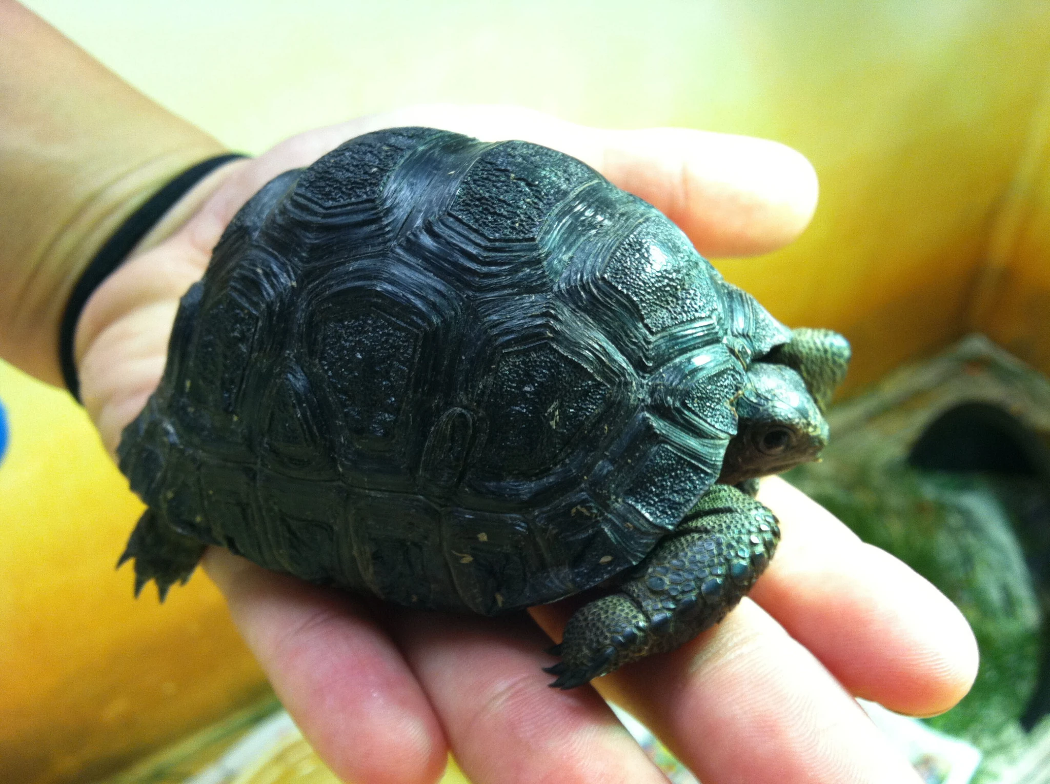 aldabra tortoise for sale | baby Aldabra tortoise for sale