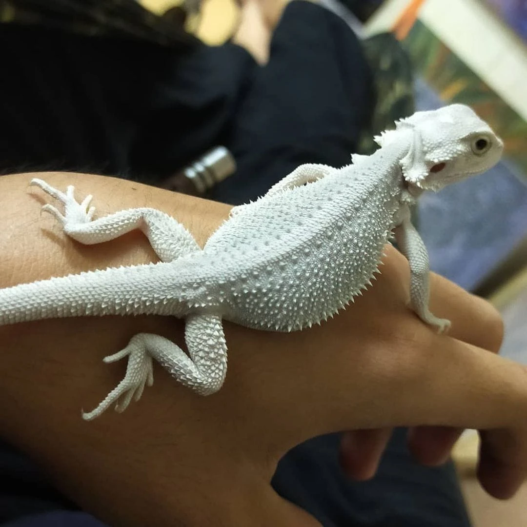 Hypo bearded dragon for sale - Luxury Pet Source worldwide