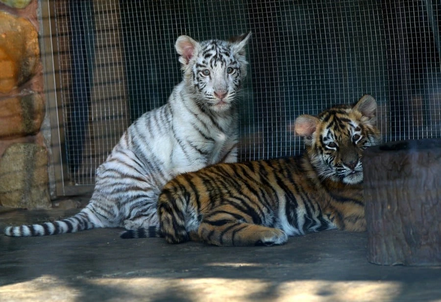 BUY WHITE TIGER CUBS | BENGAL TIGER CUBS