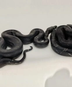 Black Devil Boa for sale