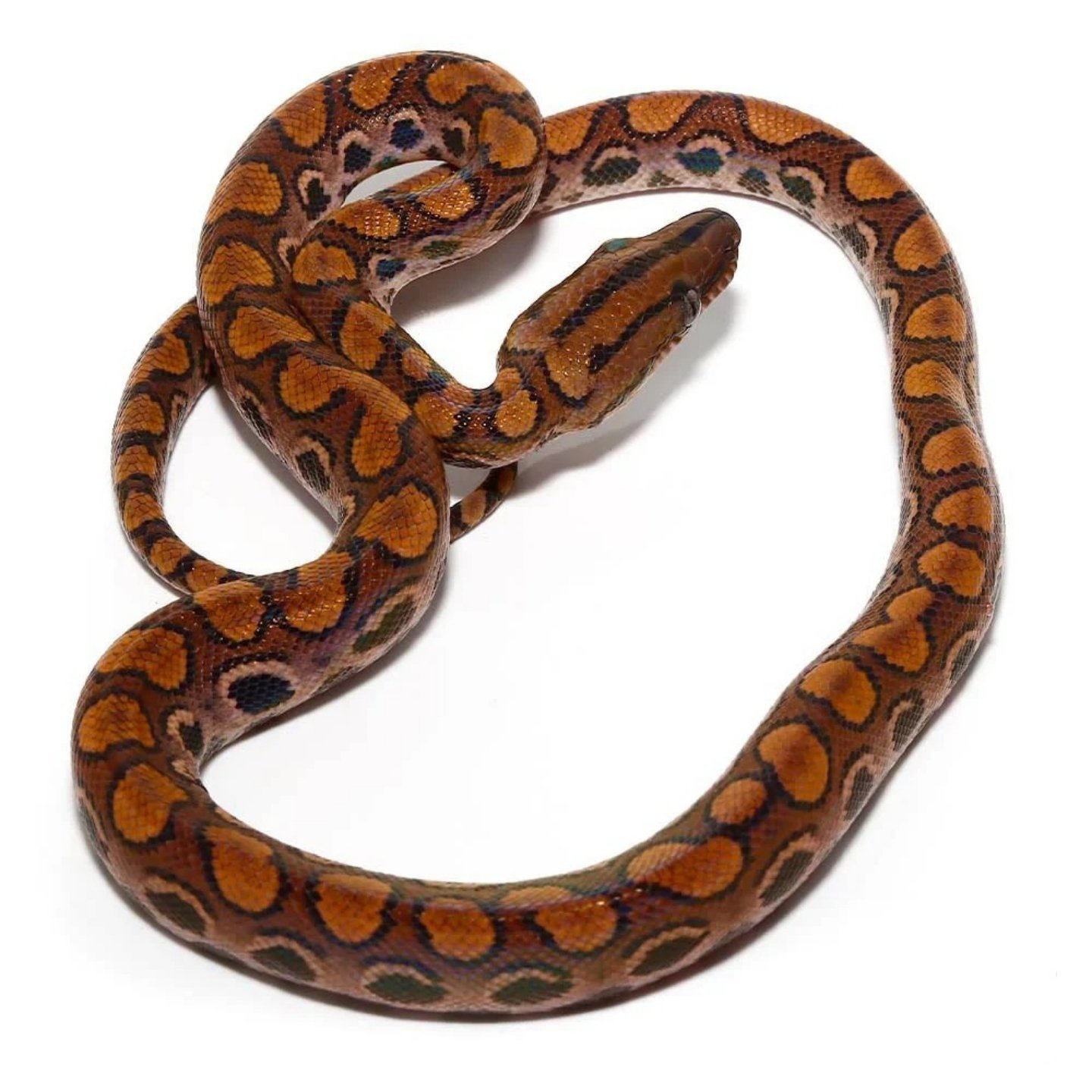 Brazilian Rainbow Boa