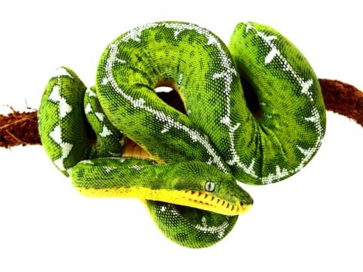 Amazon Basin Emerald Tree Boa