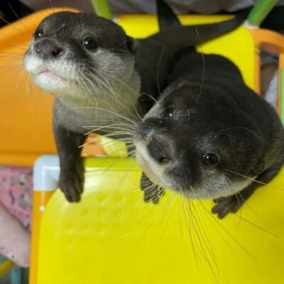 Exotic animals for sale, small pets for sale, exotic pets for sale, hedgehog for sale, sugar glider for sale, chinchillas for sale, Monkeys for sale, fennec fox