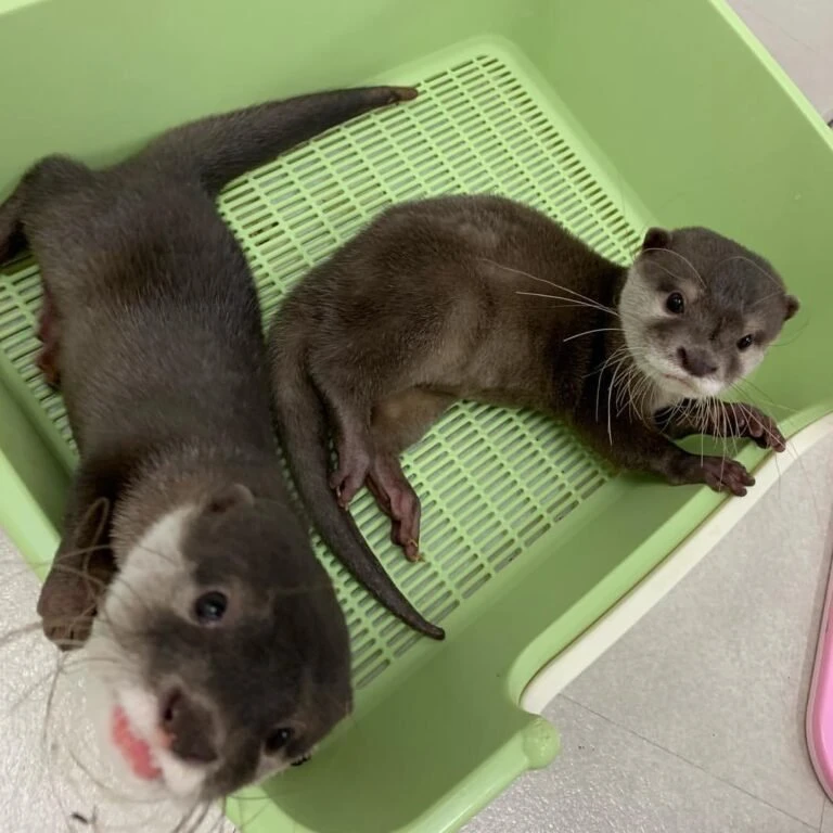 Exotic animals for sale, small pets for sale, exotic pets for sale, hedgehog for sale, sugar glider for sale, chinchillas for sale, Monkeys for sale, fennec fox