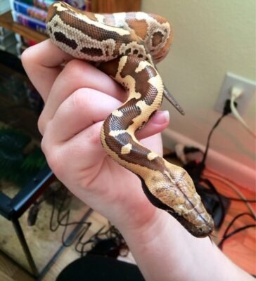 Baby Sumatran Short Tail Python