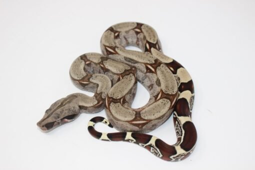 Baby Suriname Redtail Boa