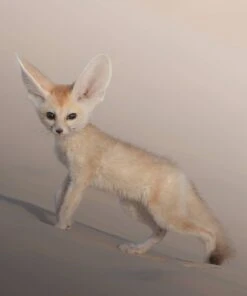 MALE FENNEC FOX FOR SALE