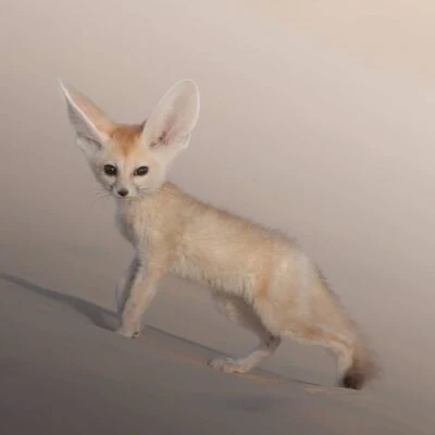 MALE FENNEC FOX FOR SALE