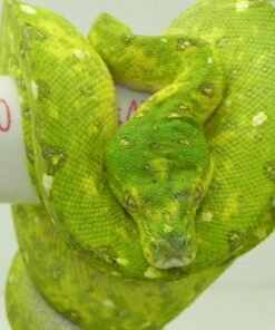 Adult Biak Green Tree Python