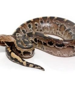 Baby Borneo Blood Python