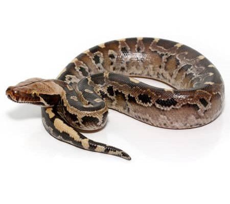 Baby Borneo Blood Python