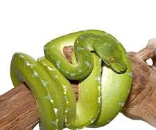 Green Tree Python For Sale