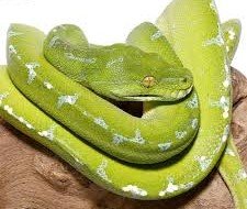 Buy Sorong Green Tree Python