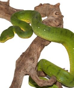 Anaconda Phase Emerald