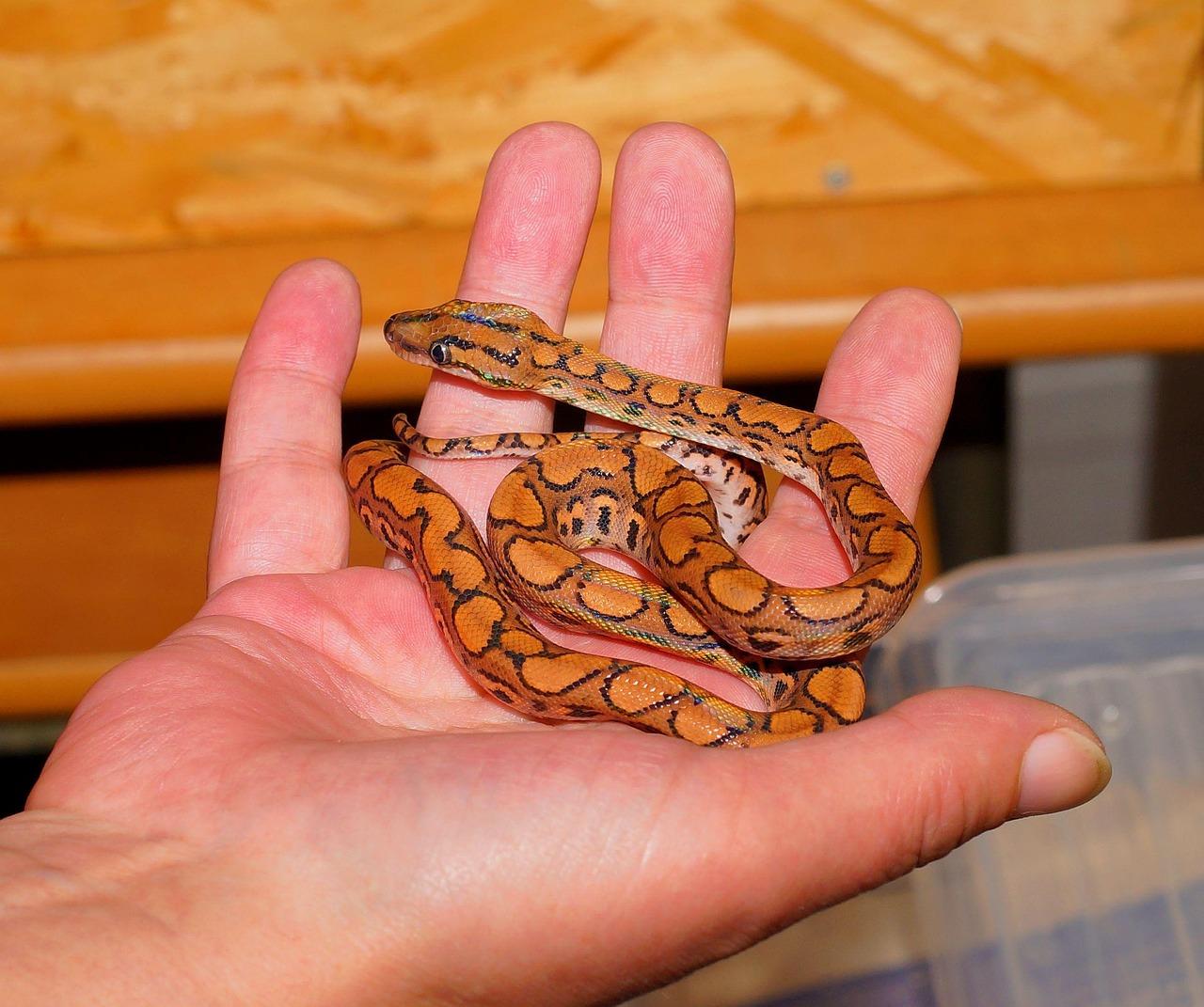 Anaconda Phase Emerald