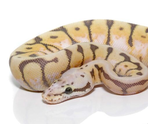 Baby Killer Bee Scaleless