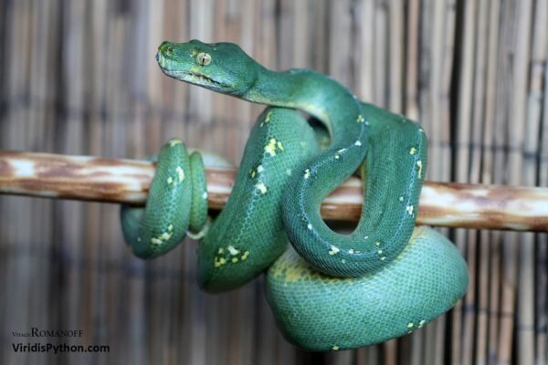 Mountain Green Tree Python