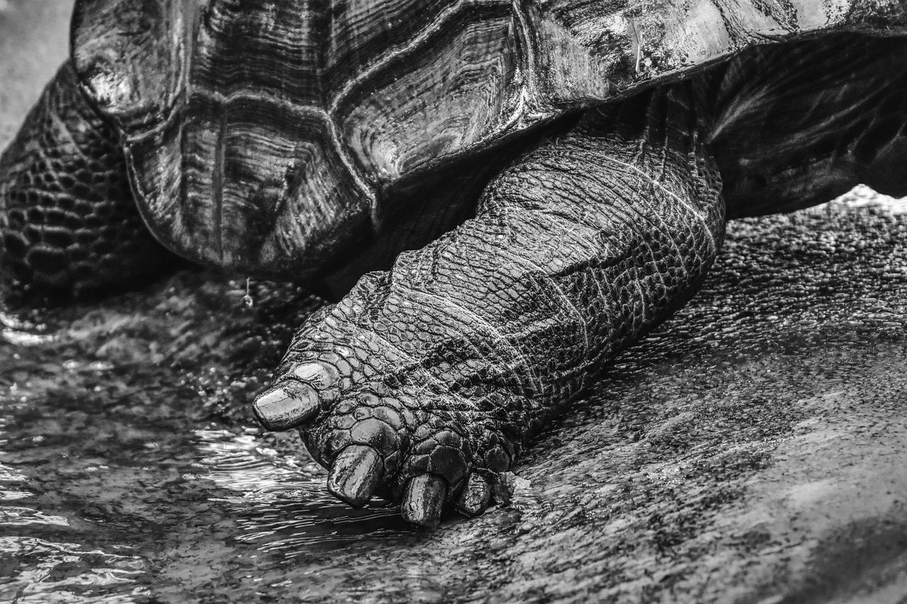 homes_hingeback_tortoise_1-768x768-1.jpg